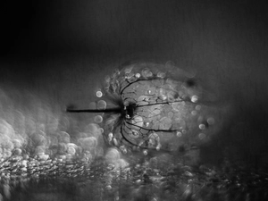 physalis bloated, plant, Bokeh, dry