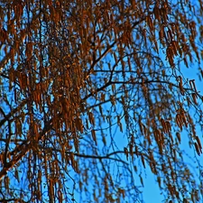 Sky, birch-tree, blue