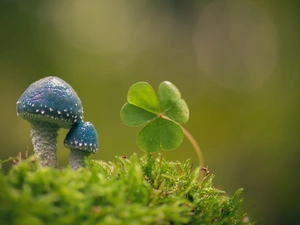 Moss, trefoil, mushroom, Blue, Blue Roundhead