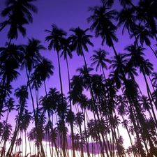 Blue, Sky, Palms, purple, high