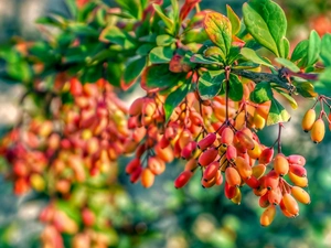 barberry, Fruits, Leaf, blueberries