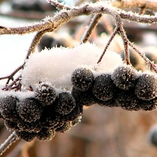 blueberries, Black, Icecream, snow, White frost, without