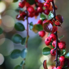 blueberries, Bush, Red