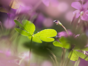 clover, blur, Flowers, Leaf, purple