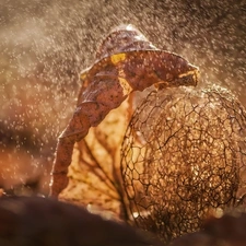 blur, leaf, physalis