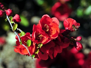 bee, blur, Red, Flowers, twig