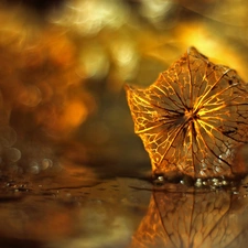 physalis bloated, dry, Bokeh, plant