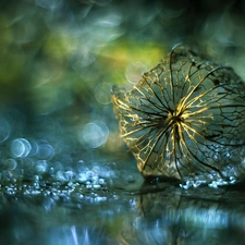 physalis bloated, dry, Bokeh, plant