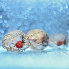 physalis bloated, Plants, Bokeh, dry