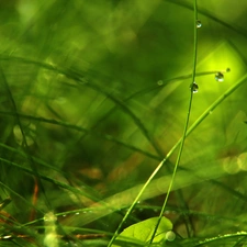 grass, drops, Bokeh, blades