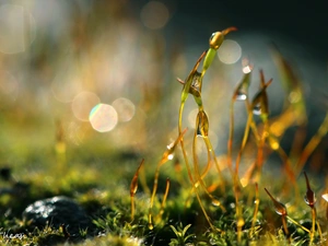 Moss, blades, Bokeh, Close