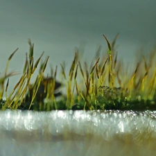 Moss, Close, Bokeh, blades