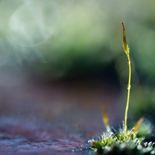 Moss, stalk, Bokeh, Lichen
