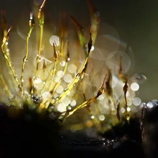 mosses, blades, Bokeh, lichens