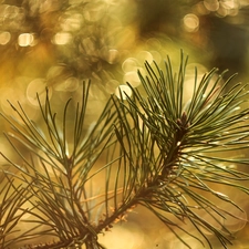 Bokeh, twig, pine