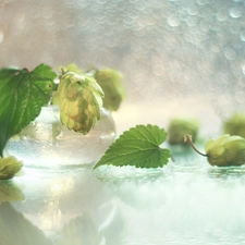 Bokeh, hop, plant