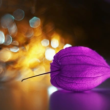 Bokeh, physalis, plant