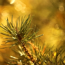 Bokeh, pine, twig