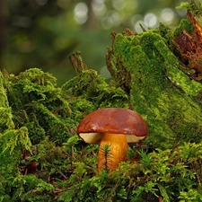 Mushrooms, Moss, rapprochement, boletus