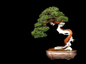 sapling, Black, background, Bonsai