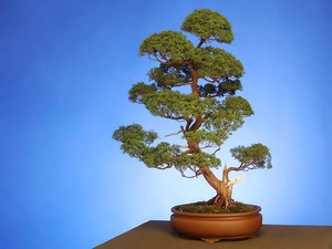 sapling, Brown, bowl, Bonsai
