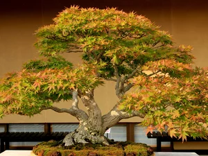 sapling, miniature, maple, Bonsai