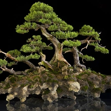 Bonsai, Thumbnail, an, Rock, trees