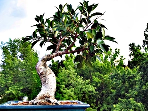 bowl, sapling, Bonsai