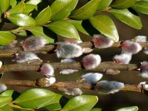 database, Willow, Leaf, Boxwood, green ones, Twigs