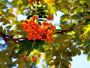Leaf, summer, Fruits, branch pics, Plant