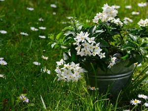 Flowers, Bucket, grass, Potato Vine