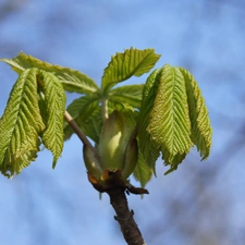 chestnut, bud