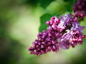 Buds, without, Flowers