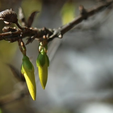 forsythia, Flowers, Buds, Yellow