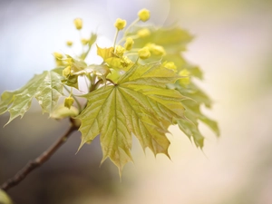 Buds, leaf, maple