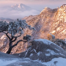 trees, Mountains, Snowy, Gyeonggi-do Province, rocks, Bukhansan National Park, winter, South Korea, pine, Stones