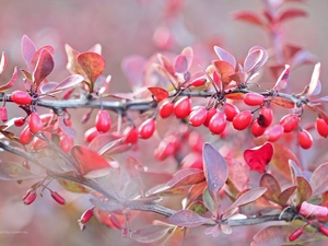 barberry, Red, Fruits, Bush