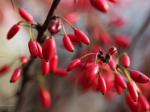 barberry, Red, Fruits, Bush