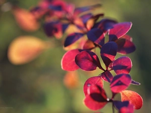 barberry, Leaf, Bush, Red