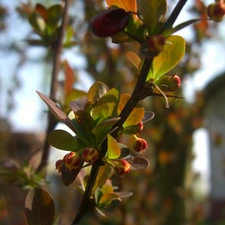 barberry, Bush