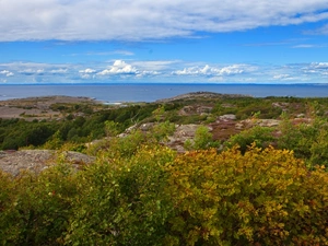 Coast, woods, Bush, rocks