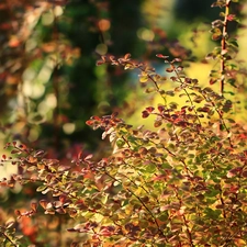 color, barberry, Bush, Leaf