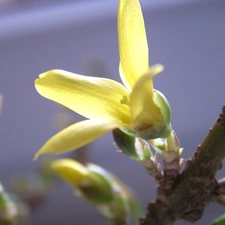 forsythia, Spring, Bush, Colourfull Flowers