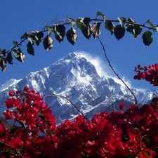 Bush, Mountains, flourishing