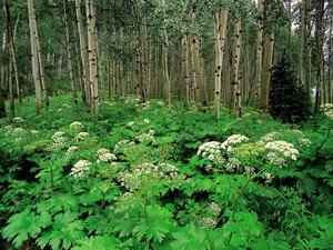 Bush, forest, trees, viewes, green ones