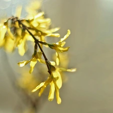 forsythia, Flowers, Bush, Yellow