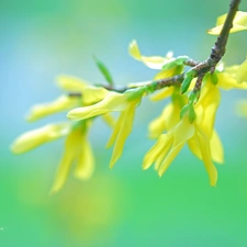 forsythia, Flowers, Bush, Yellow