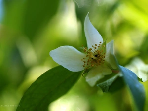 jasmine, Colourfull Flowers, Bush, White