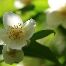 jasmine, Colourfull Flowers, Bush, White