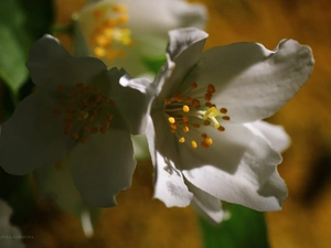 jasmine, White, Flowers, Bush